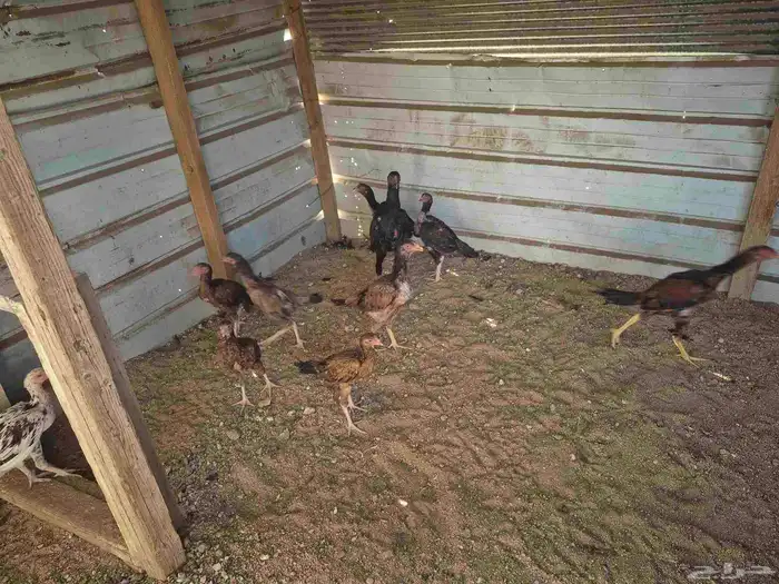 للبيع فروخ دجاج باكستاني 9