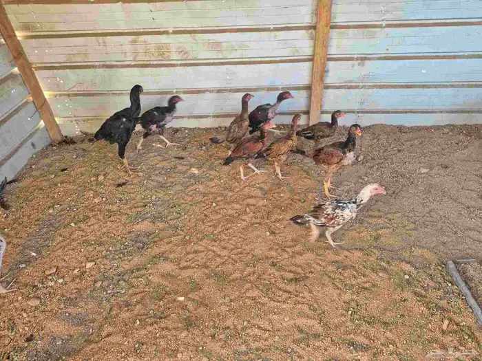 للبيع فروخ دجاج باكستاني 7