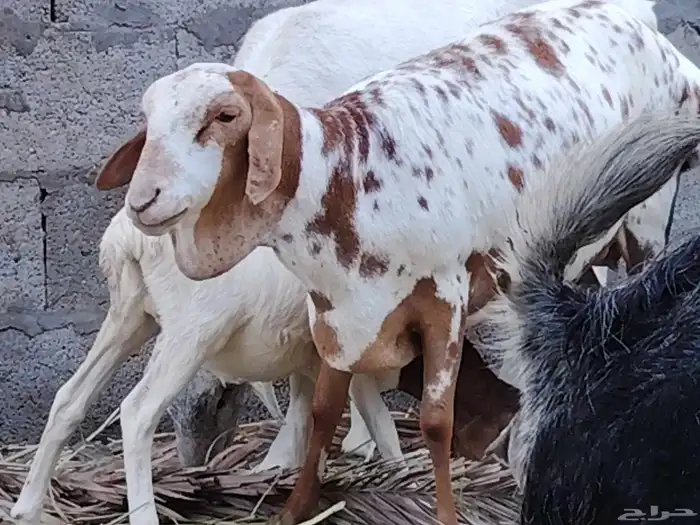 رخلة برابر للبيع 2