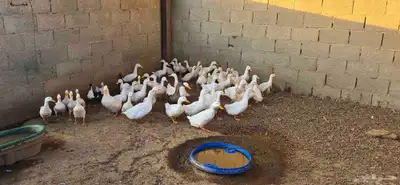 بط بكيني index