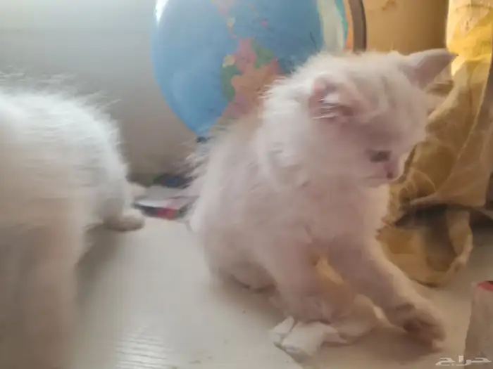 ما شاء الله للبيع كيتنز خليط هيمالايا مع شيرازي العمر شهرين 3