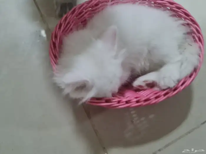 ما شاء الله للبيع كيتنز خليط هيمالايا مع شيرازي العمر شهرين 4