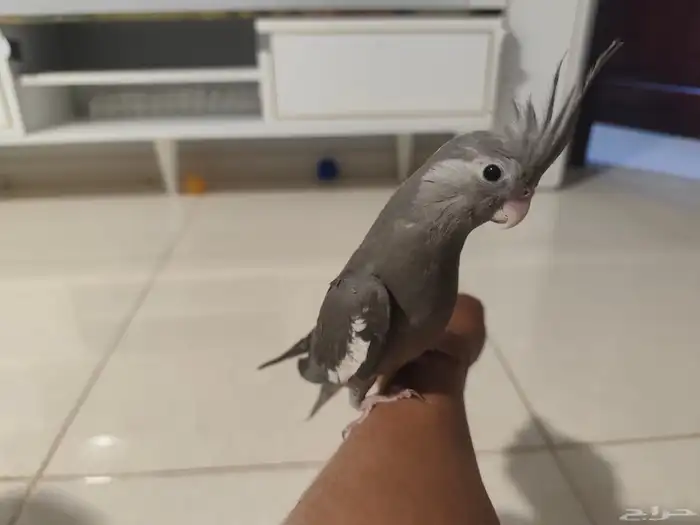 كروان كوكتيل هولندي 4