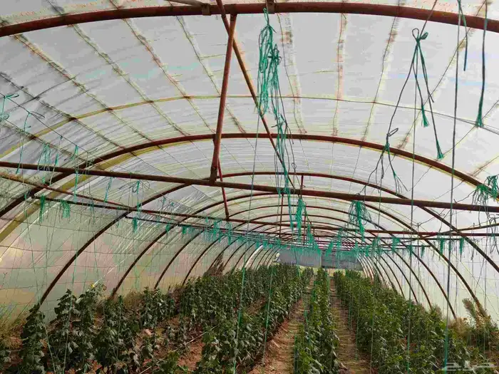 4 بيوت محميه 2 فرنسي مجلفن 4وصل و 2وطني مقسمه 3بيوت 6