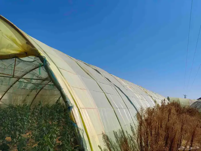 4 بيوت محميه 2 فرنسي مجلفن 4وصل و 2وطني مقسمه 3بيوت 8