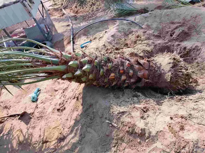 يوجد لدينا نخيل عربي وواشنطني بجميع انواعه واحجامه 7