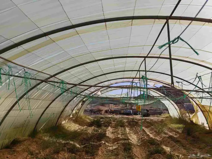 4 بيوت محميه 2 فرنسي مجلفن 4وصل و 2وطني مقسمه 3بيوت 2