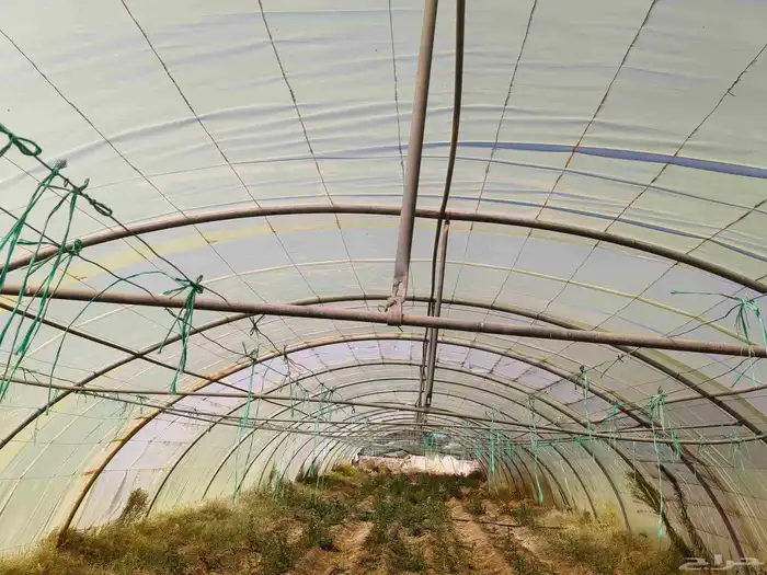 4 بيوت محميه 2 فرنسي مجلفن 4وصل و 2وطني مقسمه 3بيوت 0