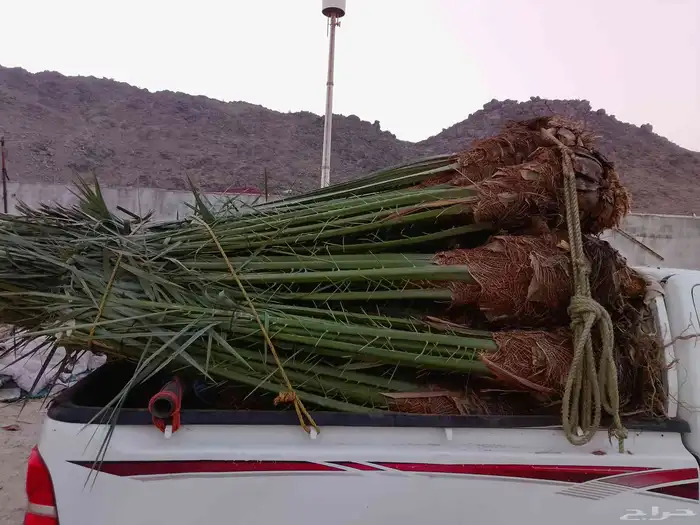 يوجد لدينا نخيل عربي وواشنطني بجميع انواعه واحجامه 5