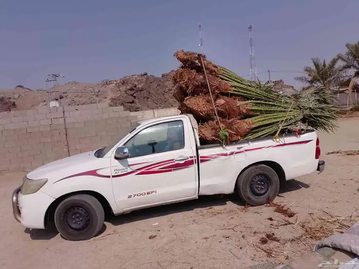 يوجد لدينا نخيل عربي وواشنطني بجميع انواعه واحجامه 4