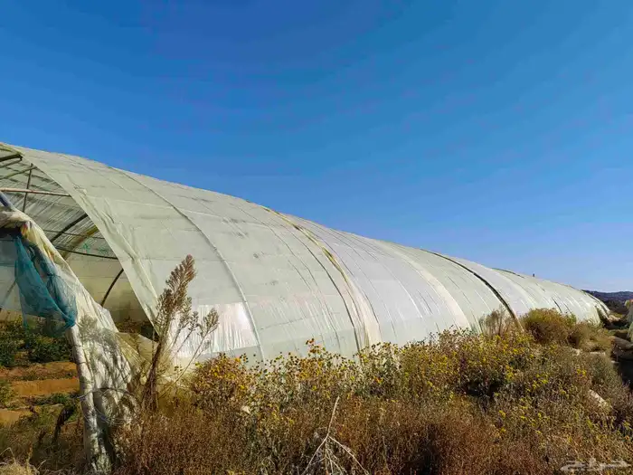 4 بيوت محميه 2 فرنسي مجلفن 4وصل و 2وطني مقسمه 3بيوت 4