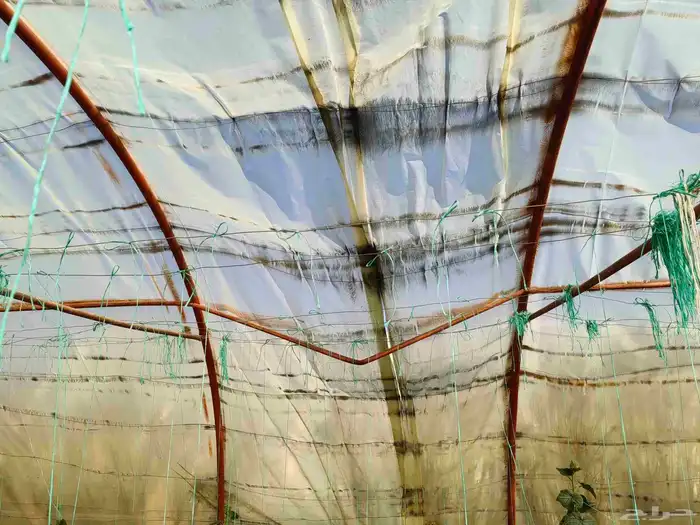 4 بيوت محميه 2 فرنسي مجلفن 4وصل و 2وطني مقسمه 3بيوت 9