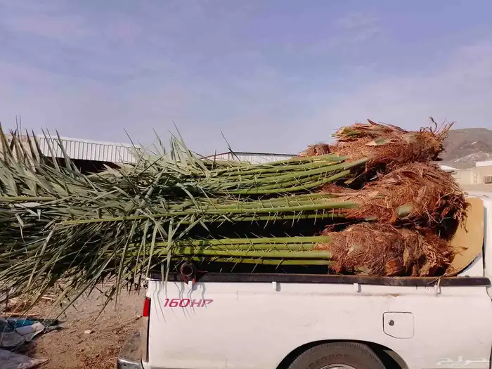 يوجد لدينا نخيل عربي وواشنطني بجميع انواعه واحجامه 3