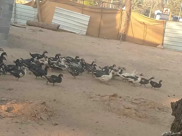 بط بح فيهم اناثي العدد 45جوز 0