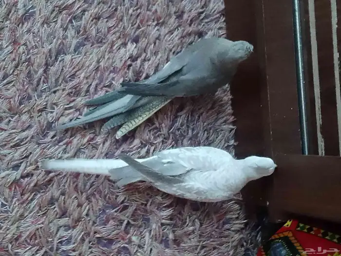 كروان هولندي منتج 3