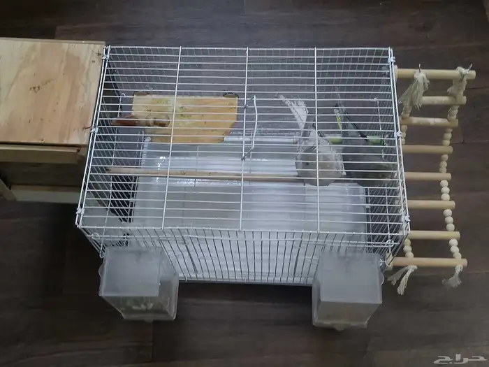 كروان هولندي منتج 7