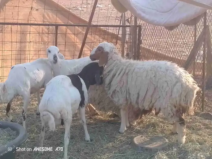 البيع اربع رخال وخرووف 0