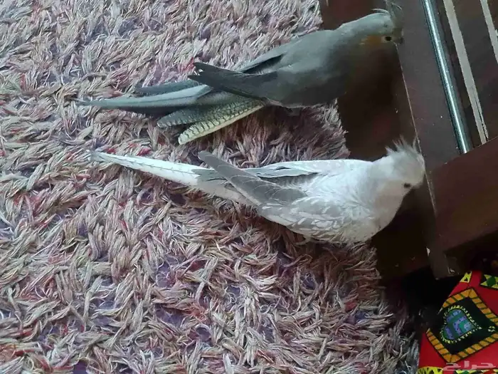 كروان هولندي منتج 4