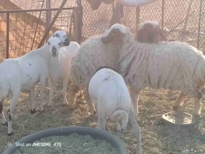 البيع اربع رخال وخرووف 1