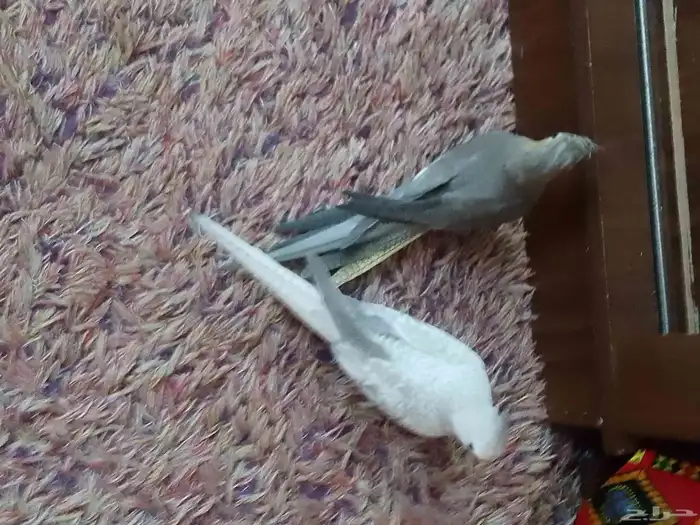 كروان هولندي منتج 2