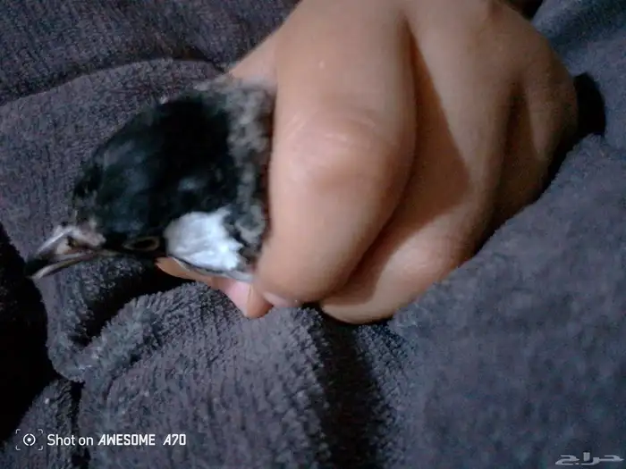 بلبل حساوي 0