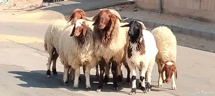 فحل نعيم مشروط النسف والقريع السن ثني 2