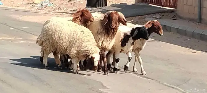 فحل نعيم مشروط النسف والقريع السن ثني 4