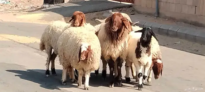 فحل نعيم مشروط النسف والقريع السن ثني 3