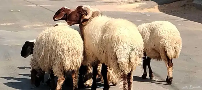 فحل نعيم مشروط النسف والقريع السن ثني 1