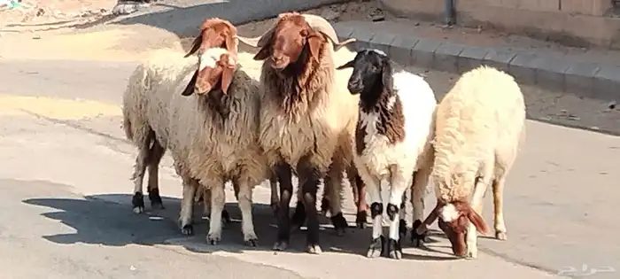 فحل نعيم مشروط النسف والقريع السن ثني 0