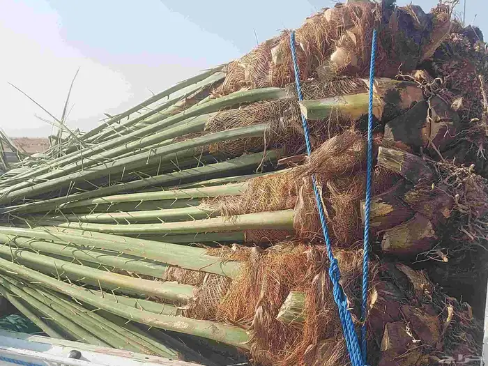 سلام عليكم يوجد لينا نخل صقعي درجه اولا وخلاص 0