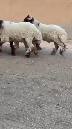 فحول نعيم للبيع 7