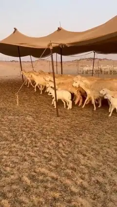 أعرض لكم غنم حريات خلفات طيبة عددها 35 تحتها 34 صنف index