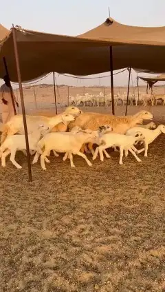 أعرض لكم غنم حريات خلفات طيبة عددها 35 تحتها 34 صنف index