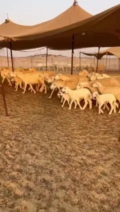 أعرض لكم غنم حريات خلفات طيبة عددها 35 تحتها 34 صنف index