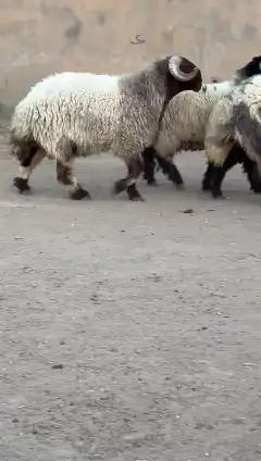 فحول نعيم للبيع 3