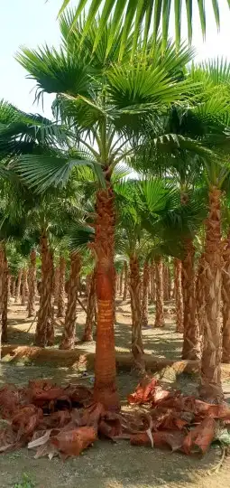 نخل واشنطني 3