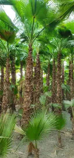 نخل واشنطني 2