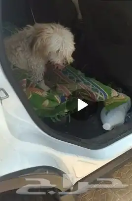 كلب مالتيزر مفقوده 0