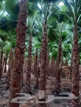 نخل واشنطني واشنطوانيا زينه للبيع 5