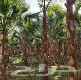 نخل واشنطني واشنطوانيا زينه للبيع 4