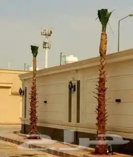 نخل واشنطني واشنطوانيا زينه للبيع 6