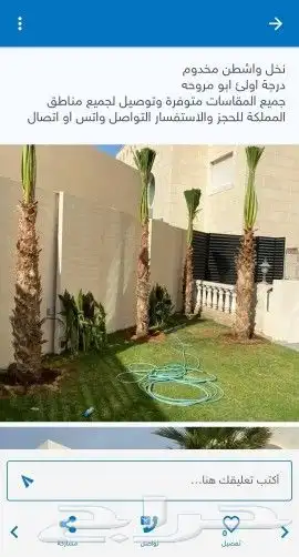 نخيل واشنطني زينه لبيع 5