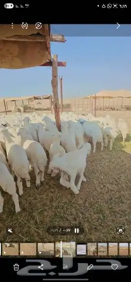 بهم اعمار اربعه الي ثلاثه أشهر للبيع جمله سمان مقفل 1