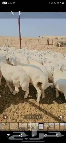 بهم اعمار اربعه الي ثلاثه أشهر للبيع جمله سمان مقفل 0