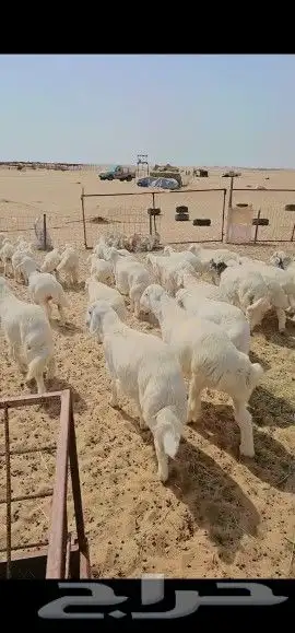 بهم اعمار اربعه الي ثلاثه أشهر للبيع جمله سمان مقفل 2