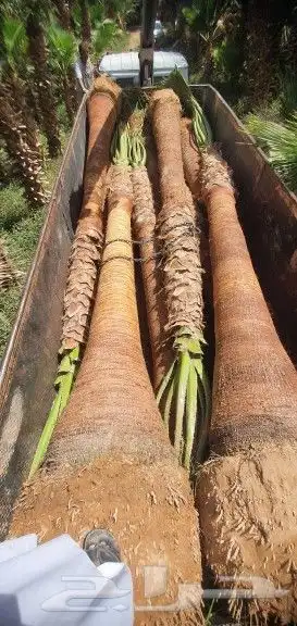 نخل واشنطني 5