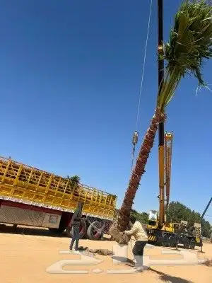 نخيل واشنطني زينه لبيع 7