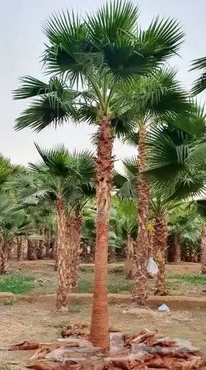 نخل واشنطني 1