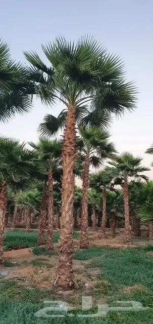 نخل واشنطني 0